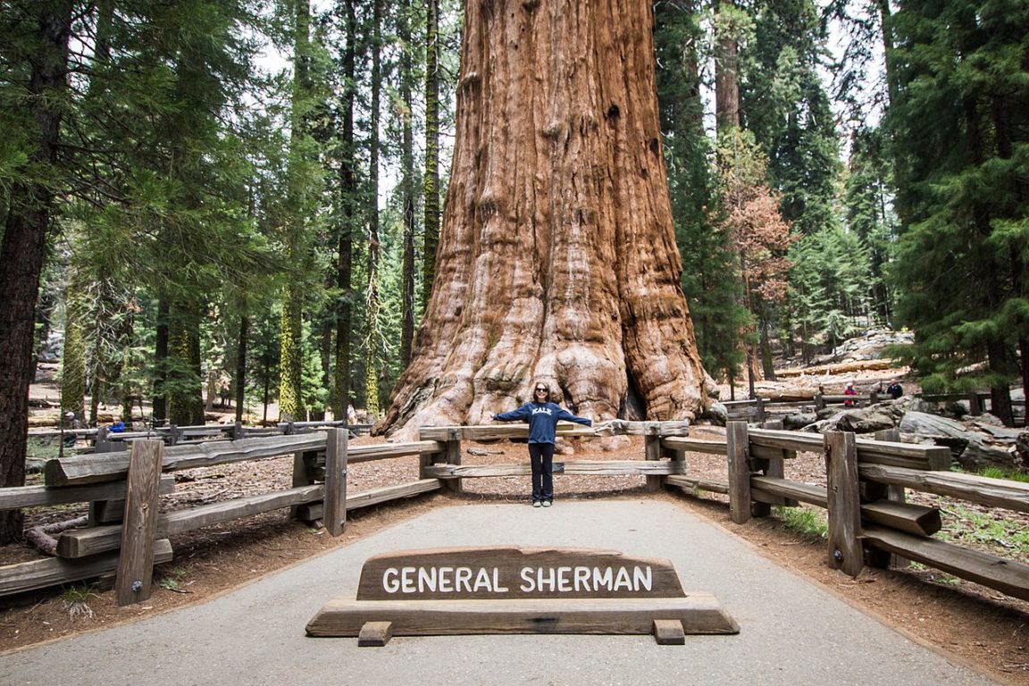 Questo è il generale Sherman l'albero più vecchio e più alto del mondo Questo è il generale Sherman l'albero più vecchio e più alto del mondo